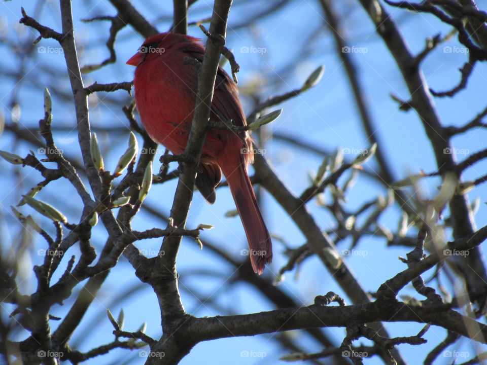 Cardinal nestled in a tree