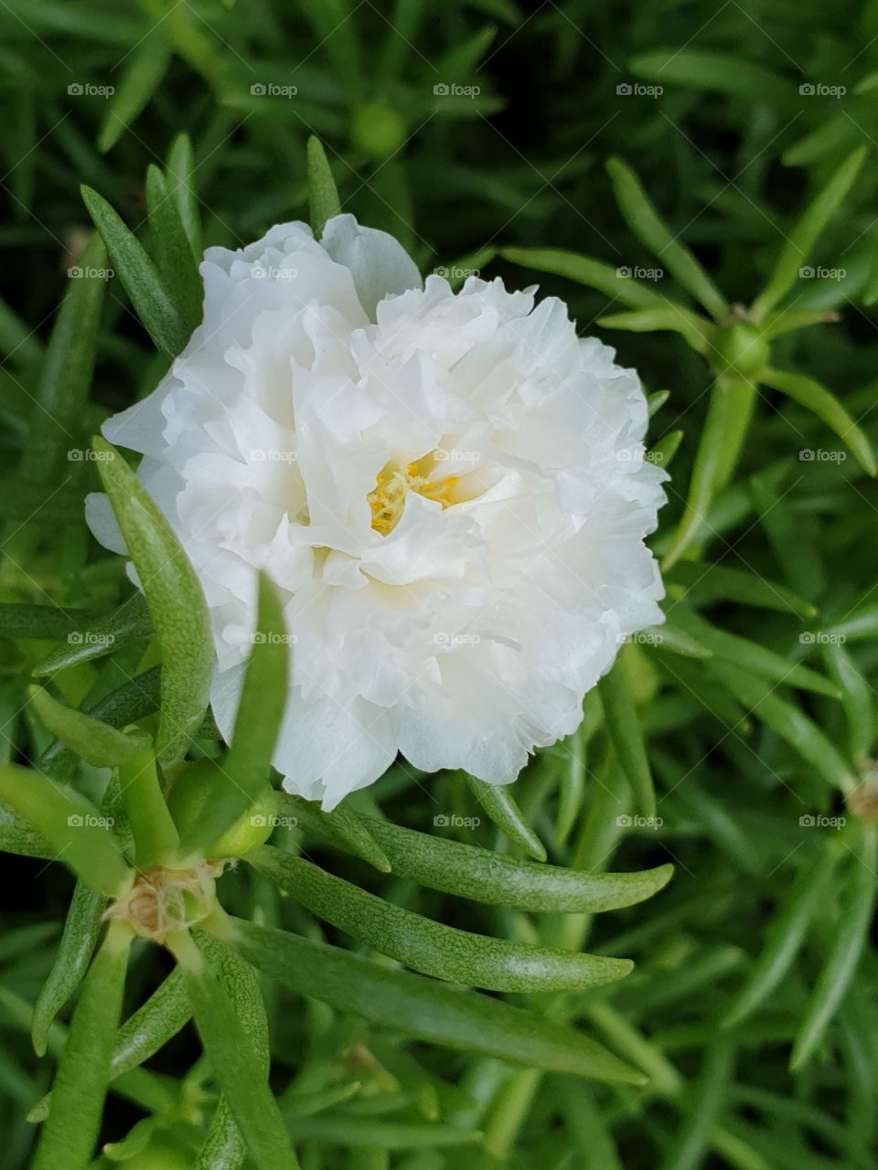 the portulaca grandiflora