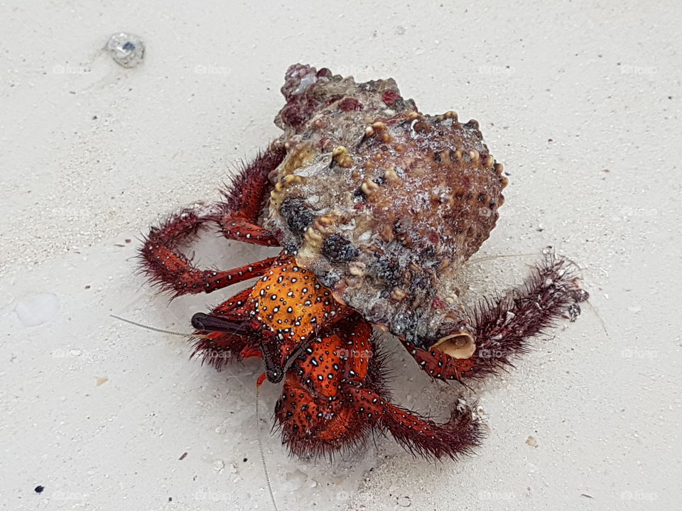 Hermit crab - Zanzibar
