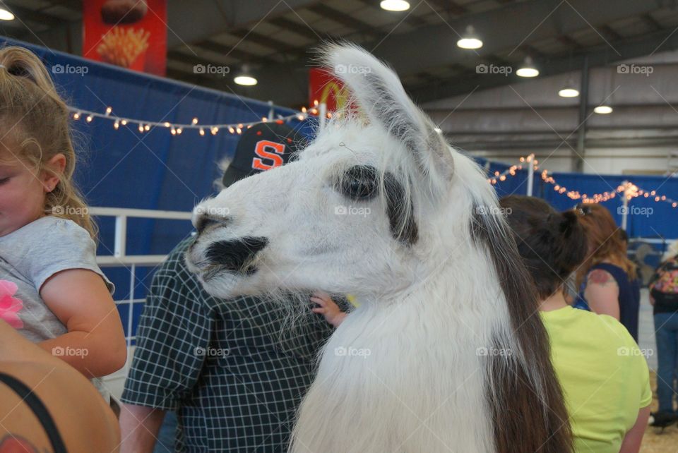 Beautiful and furry Alpaca at the petting zoo