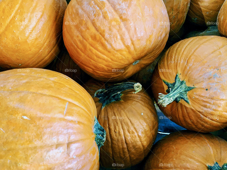 Close up, big pumpkins outside the store. Orange, fall color, fruits, nature, plants.