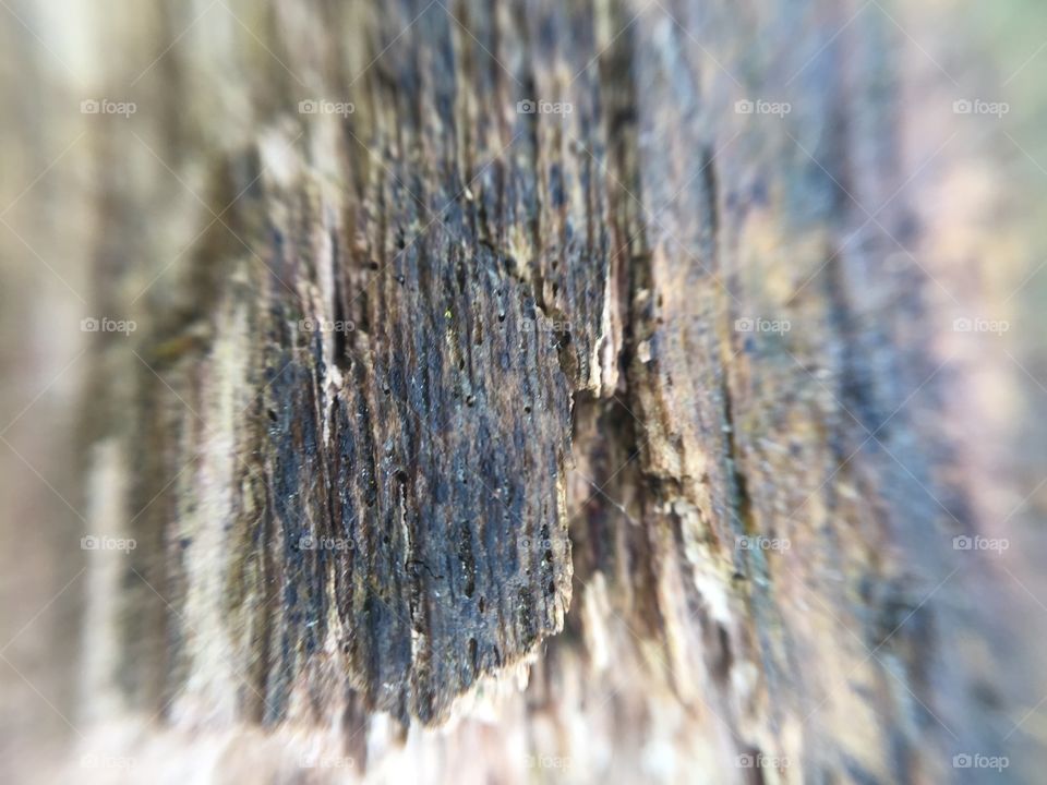 Abstract macro wood texture