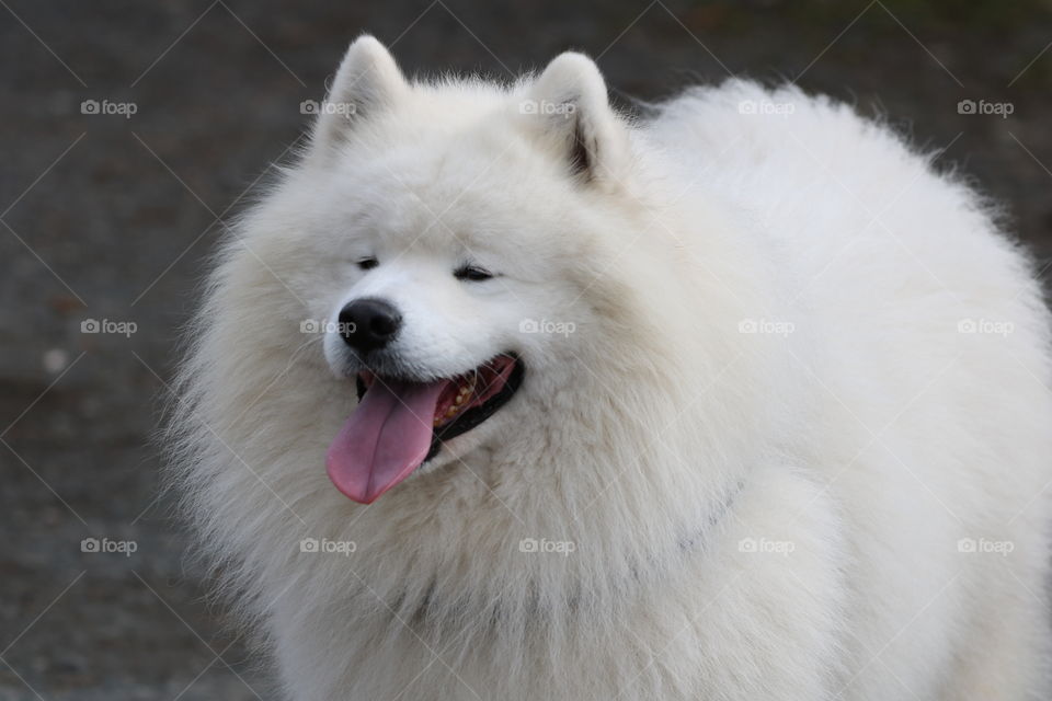 Very happy , fluffy snow dog