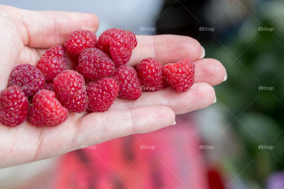 Hand picked raspberries, harvest season
