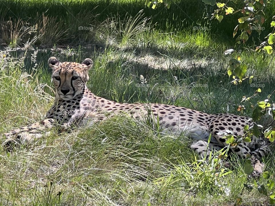 Cheetah