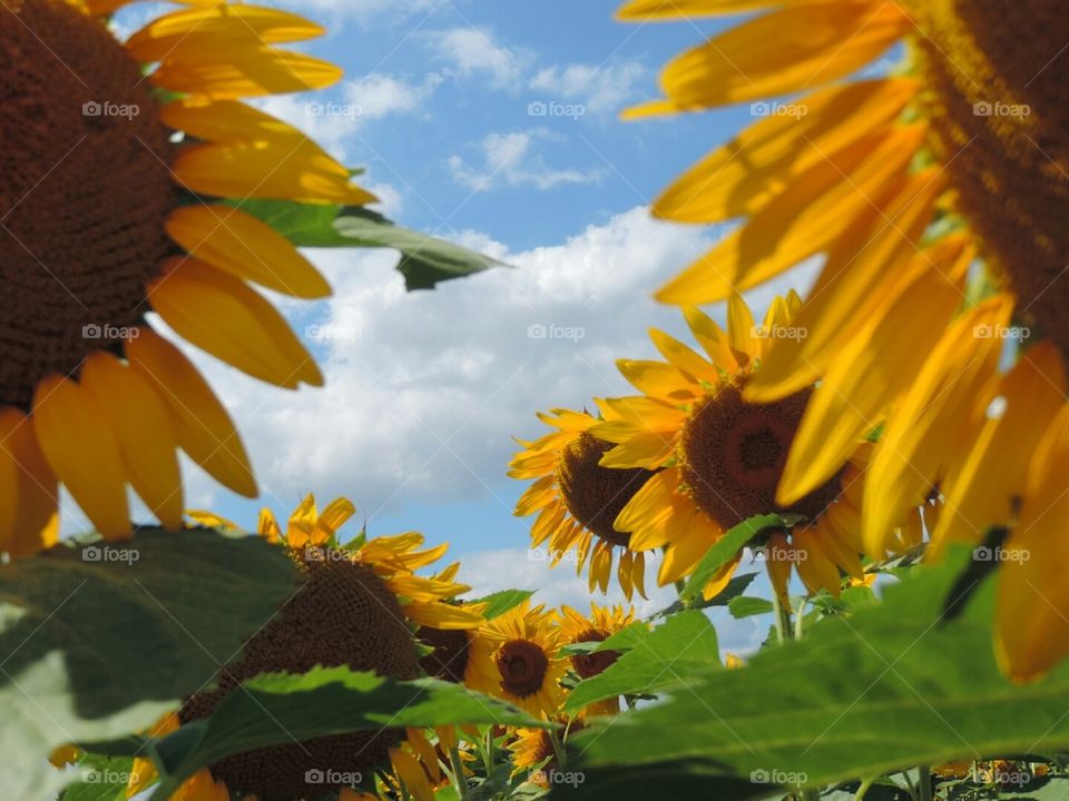 There's nothing more lovely than a field of yellow sunflowers.