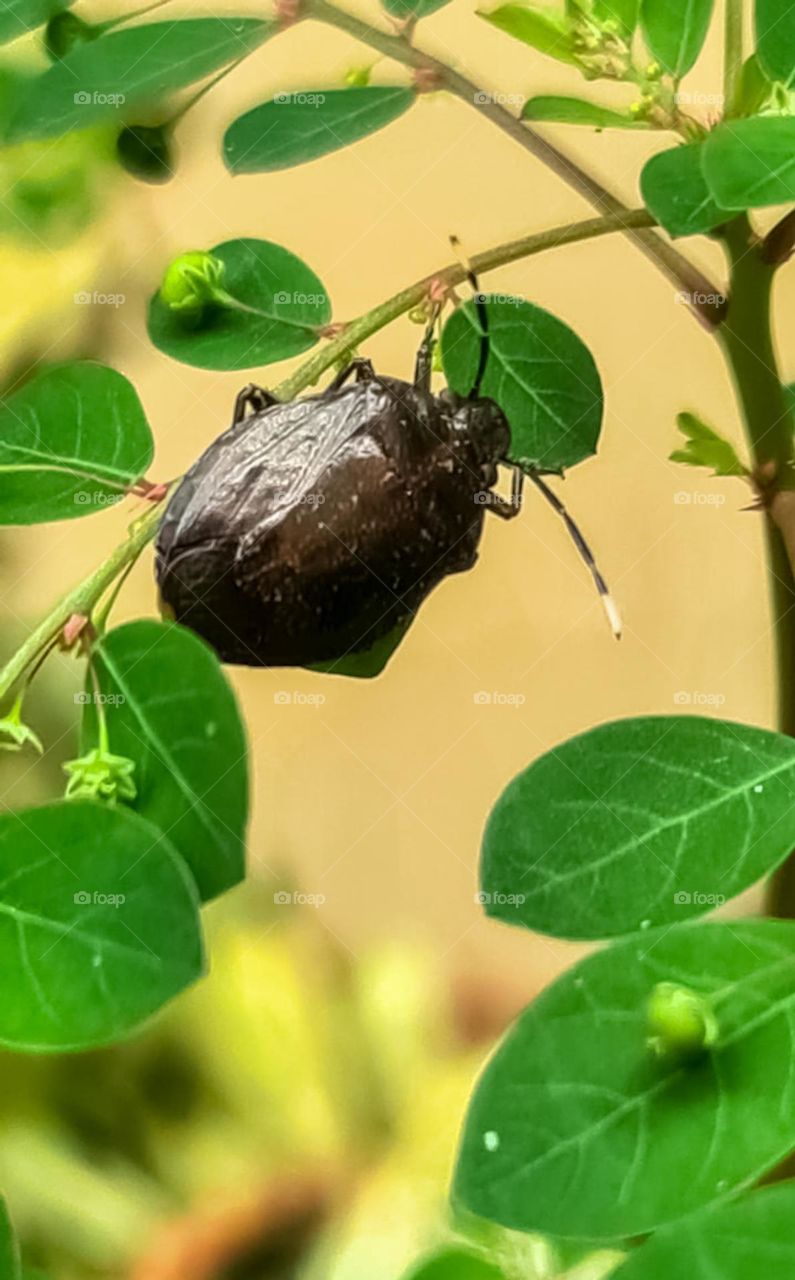 Insect: Phytophagous bed bug, one that feeds on plants