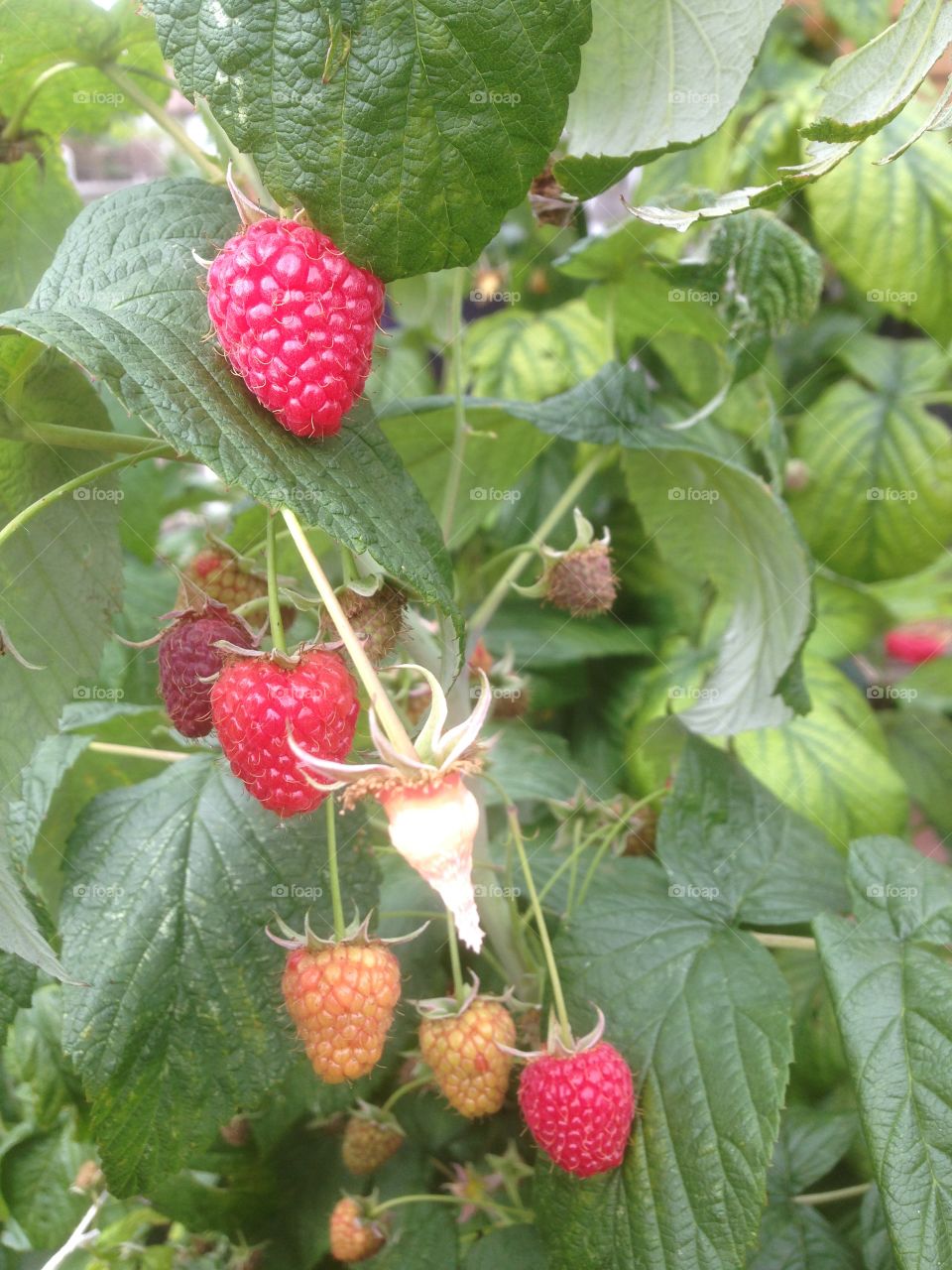 Raspberries growing