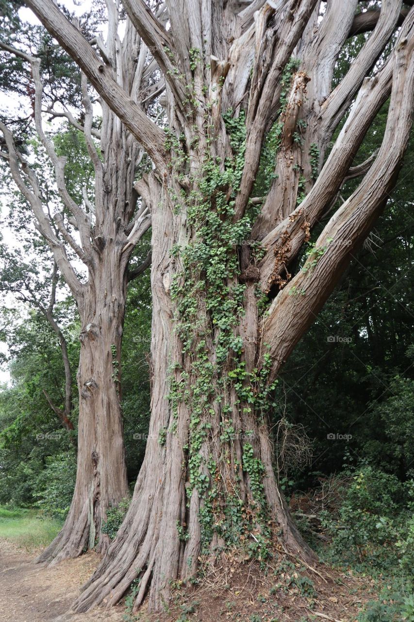 Old big tree