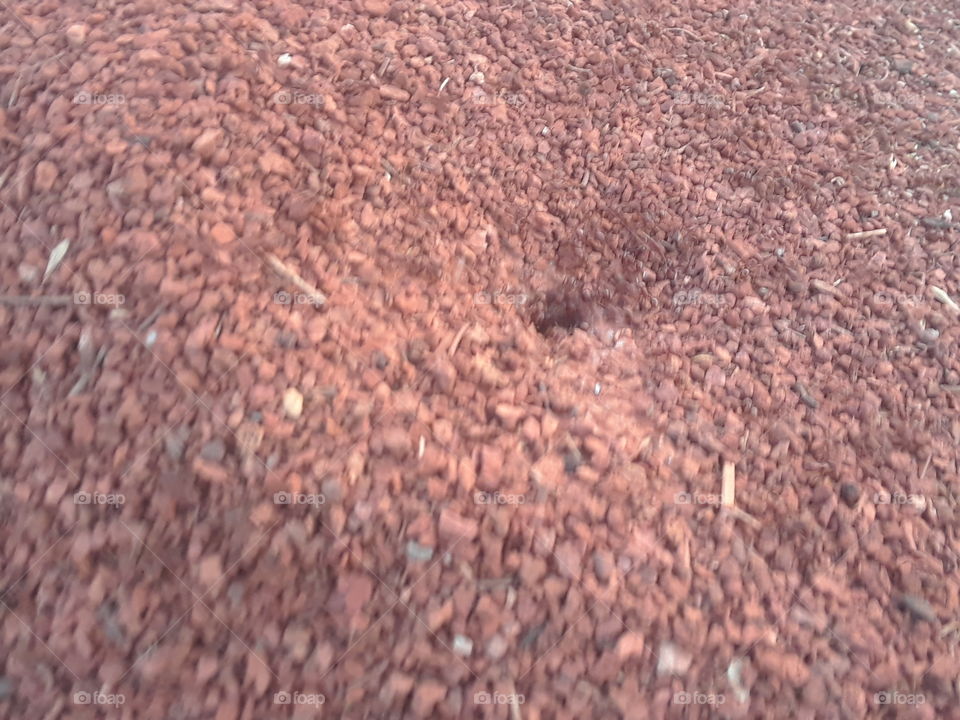 Fire ant swarm