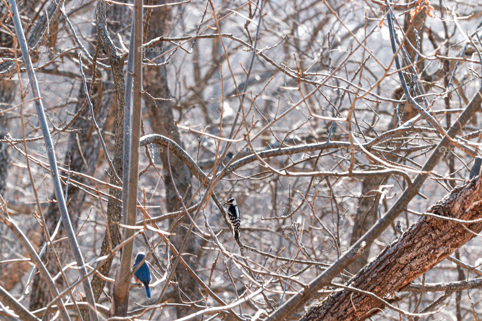 two birds in trees