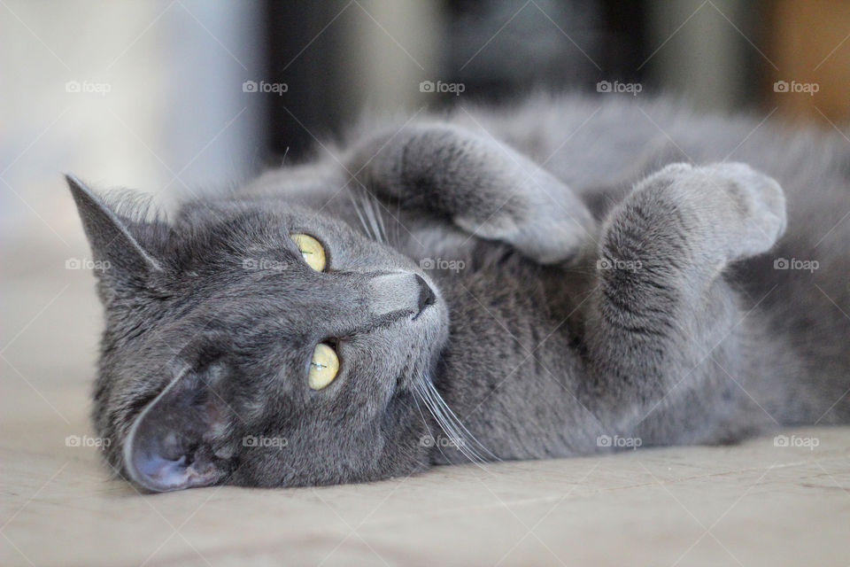 Russian blue cat resting on bed