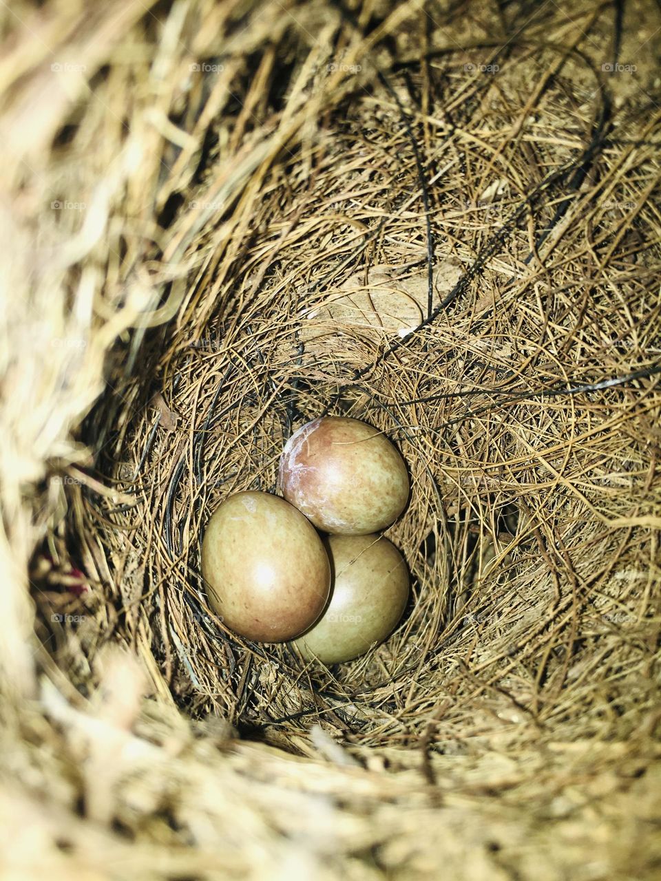 When the nest becomes too small a bird is ready to spread its wings and fly.