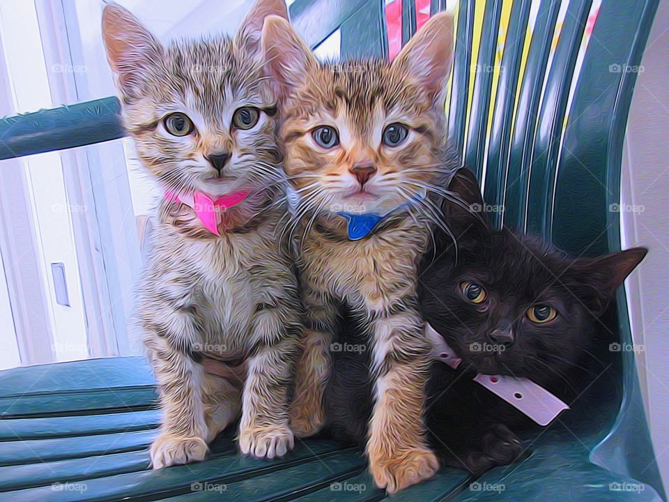 Three Little Kitten. Shelter kittens