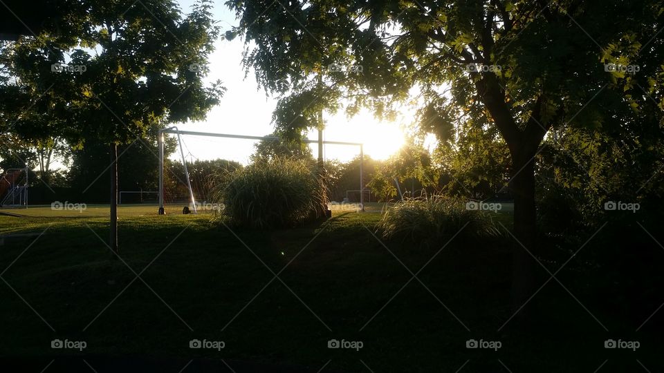 Tree, Landscape, Light, Dawn, Grass