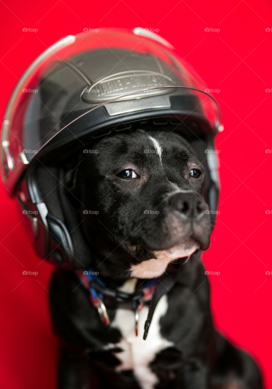 Cute dog poising on the camera,studio. Dog in motorbike shalom. 
