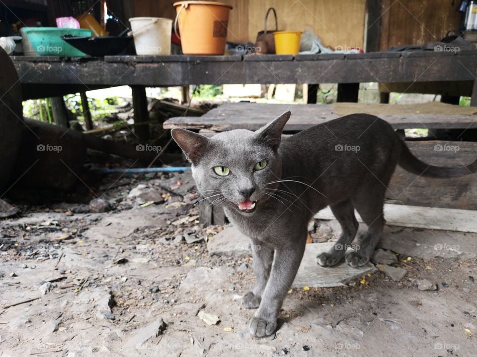 The fierce eyes of a gray cat.