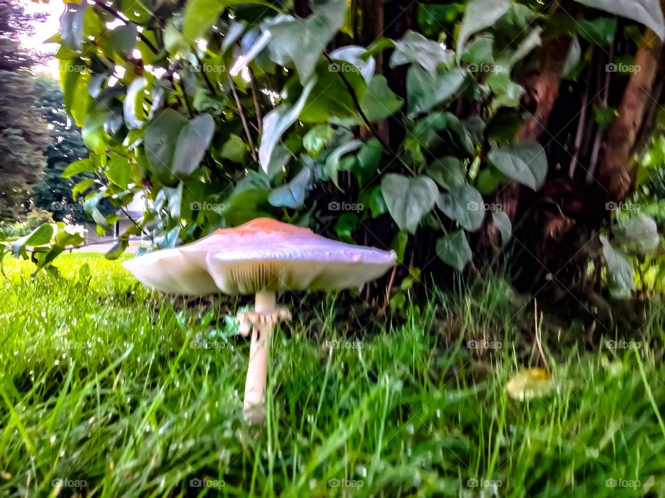 What a FUN-GI! This humongous solitary mushroom sits in front of a leafy background. 
