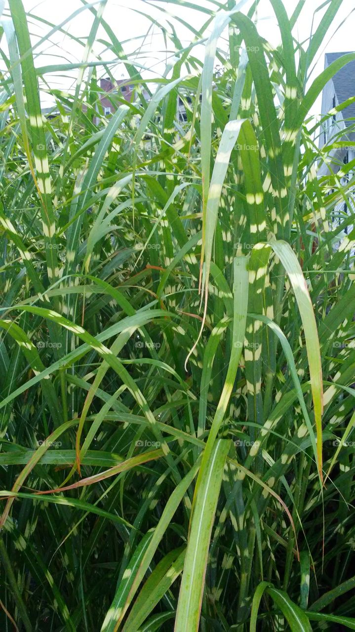 Flora, Leaf, Growth, Agriculture, Field