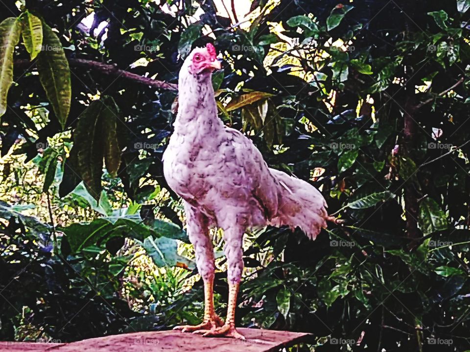 Hen