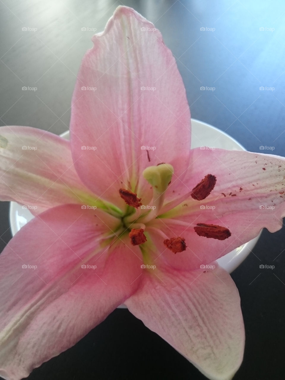 My lily. Home environment