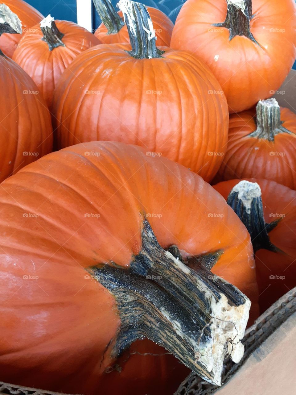 A bunch of pumpkins were available to be bought for Halloween outside a grocery store.
