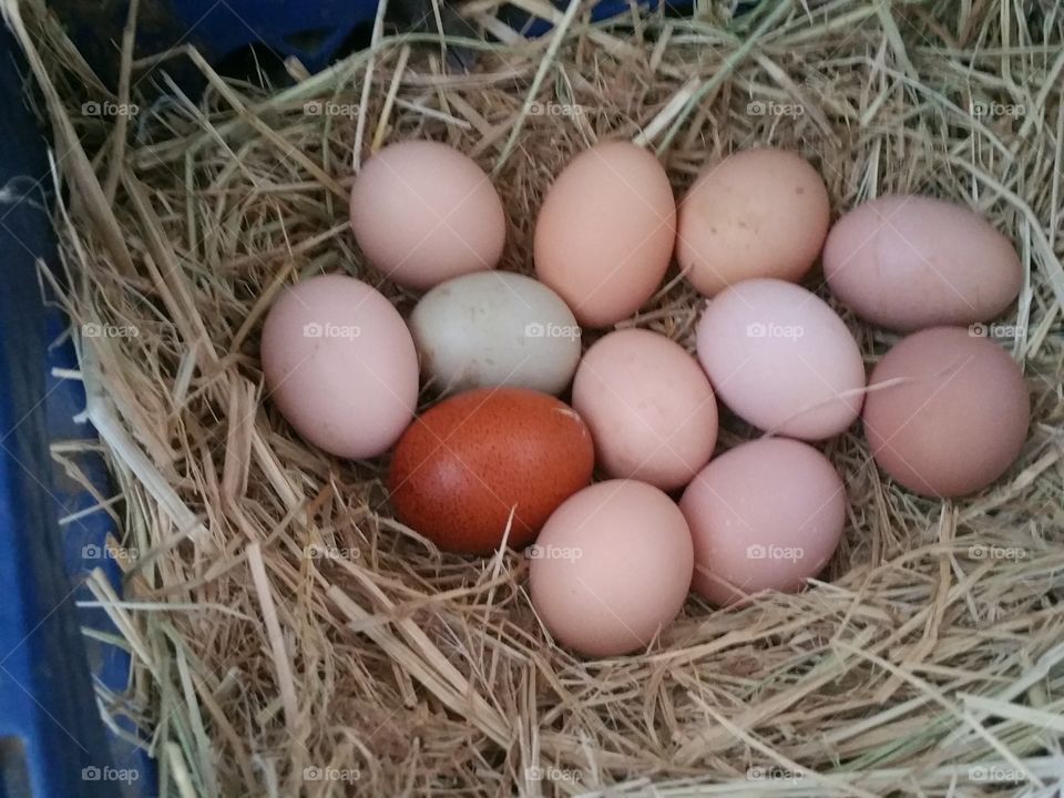 Nest, Egg, Easter, Hay, Straw
