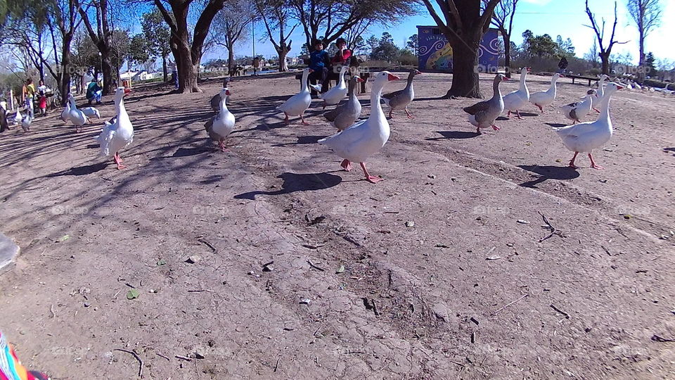 Geese running