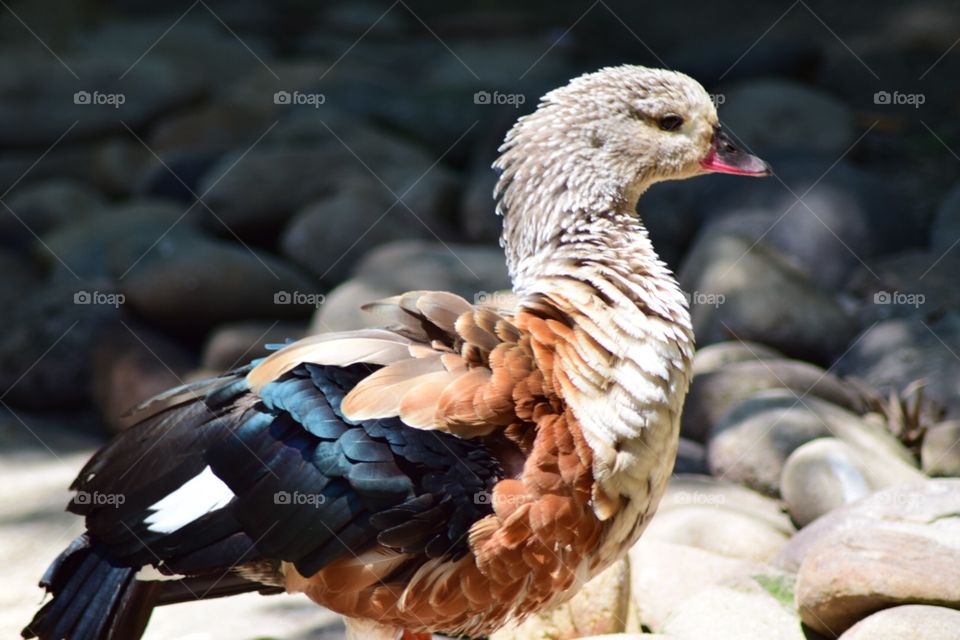 Orinoco goose 