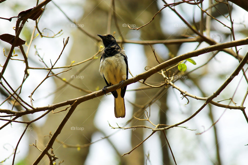 Singing bird