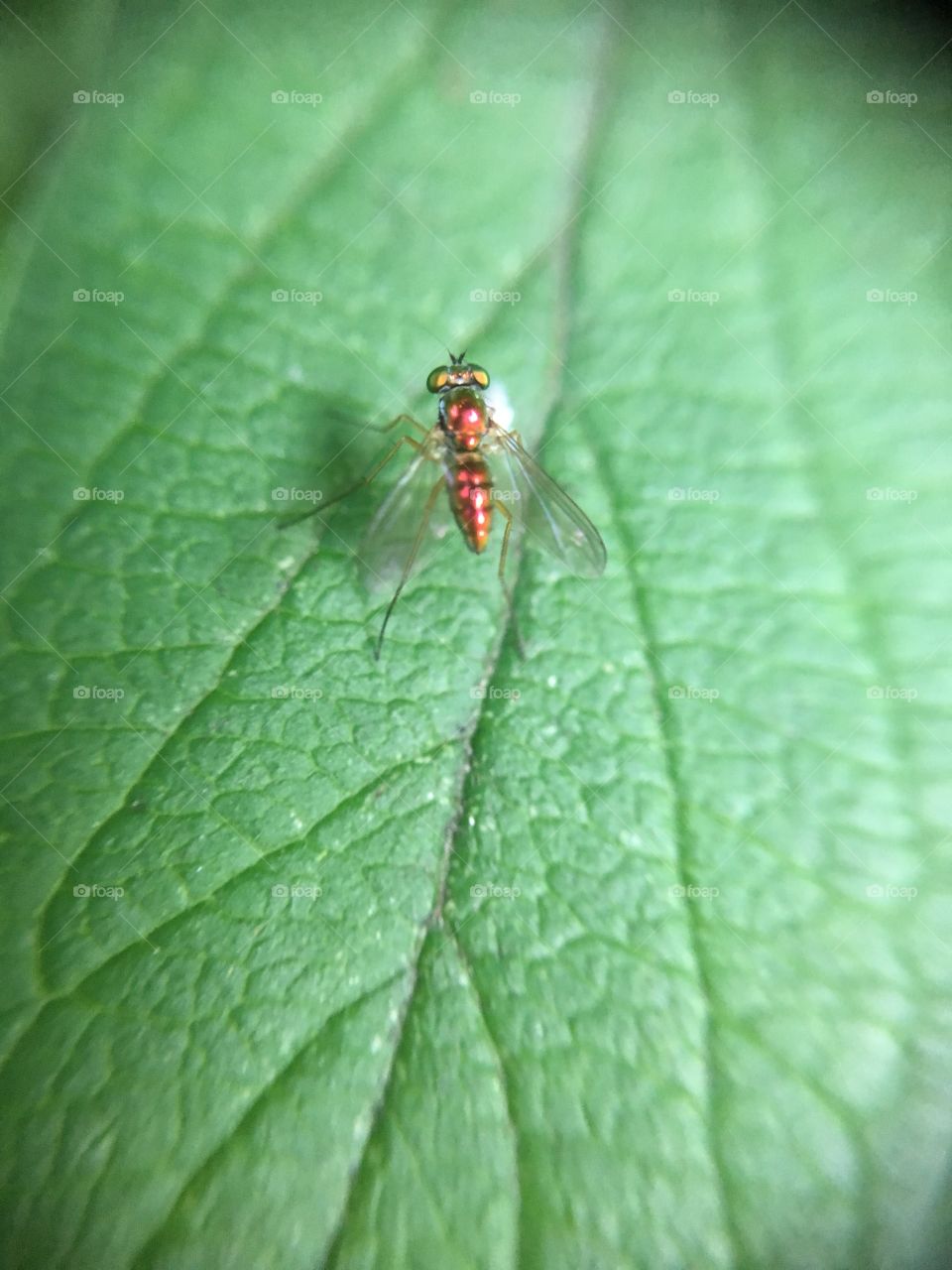 Tiny scintillating fly