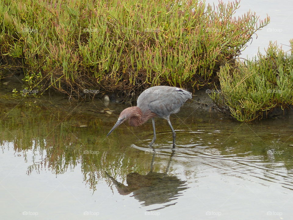 Reddish egret reflecting in shallow water