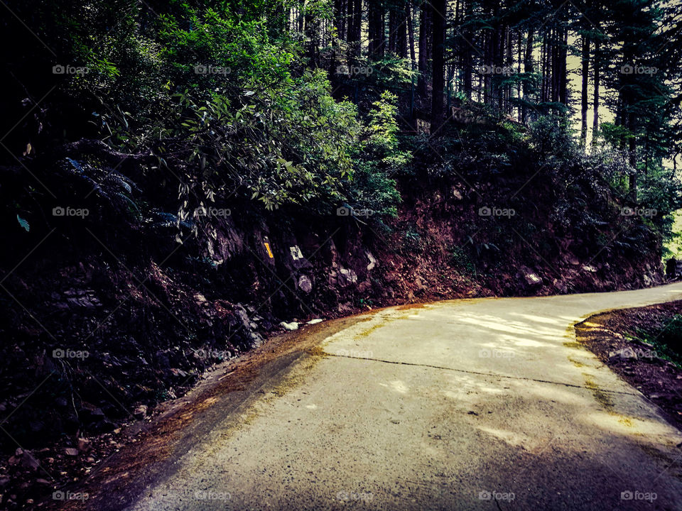 road in the forest