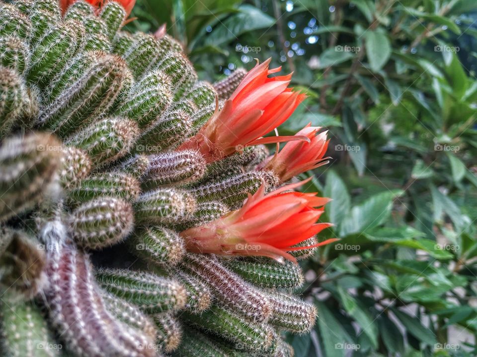 Echinopsis chamaecereus (Peanut Cactus