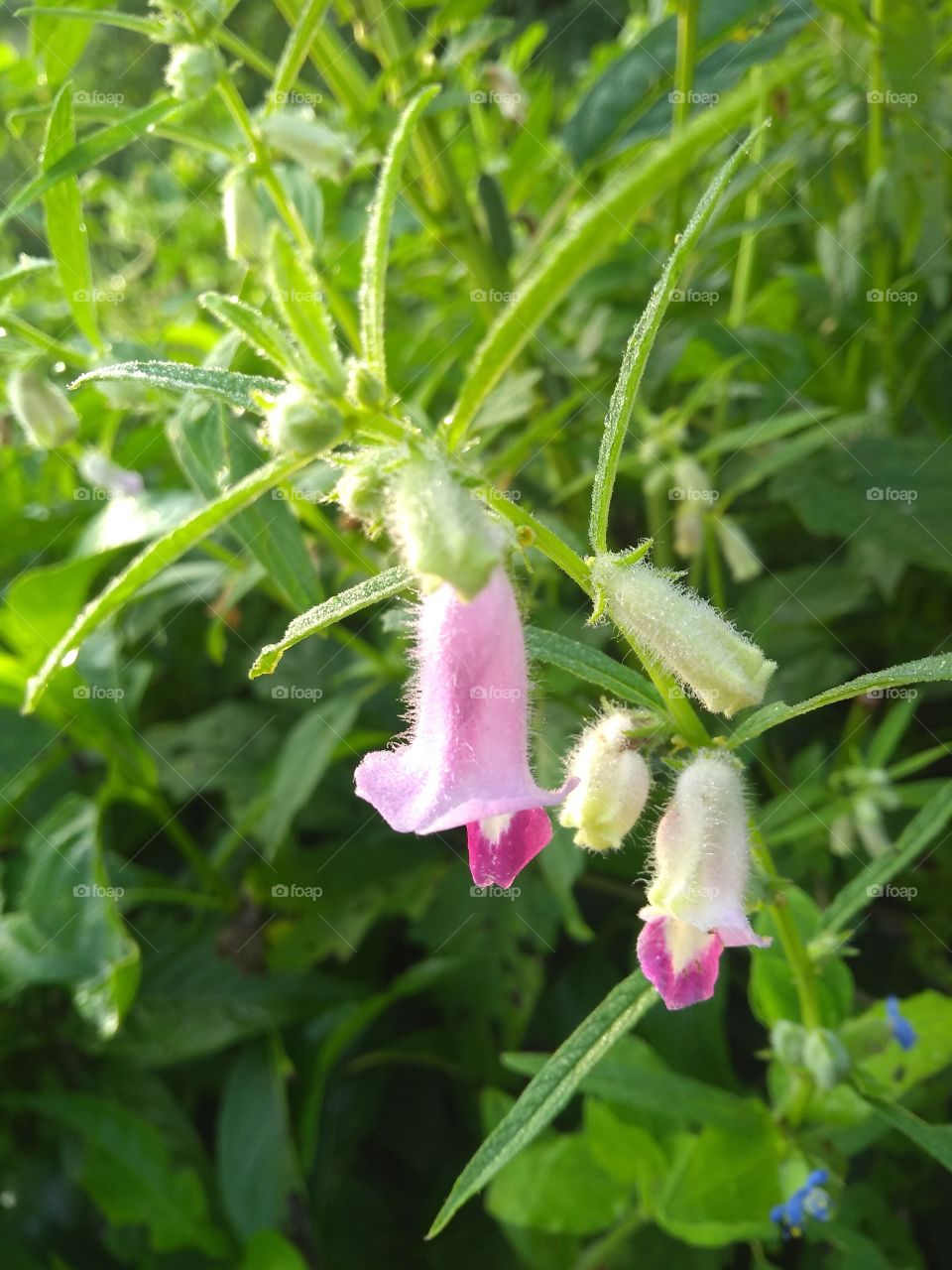 pinky Flora flower.