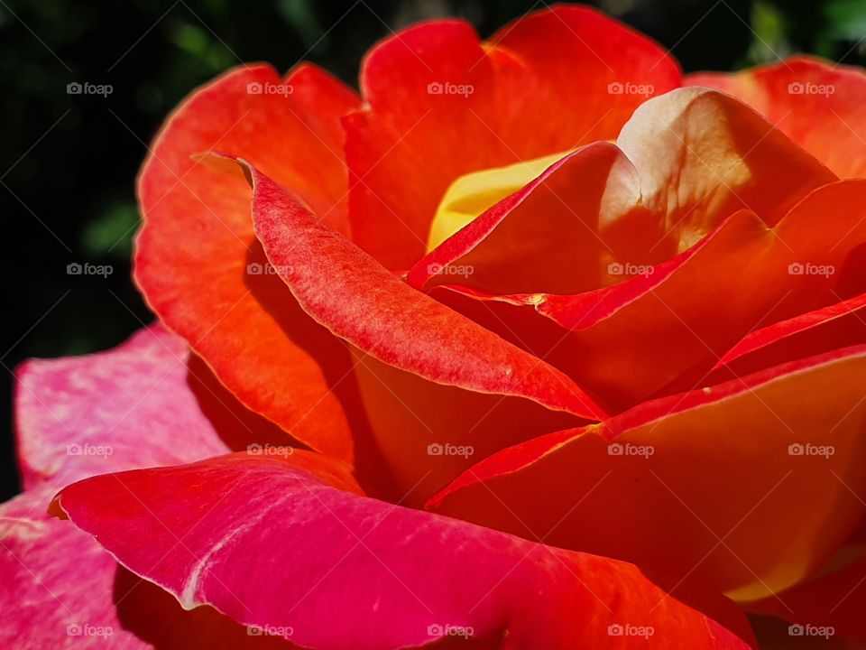 red yellow and pink rose flower with green leaves in the garden closeup