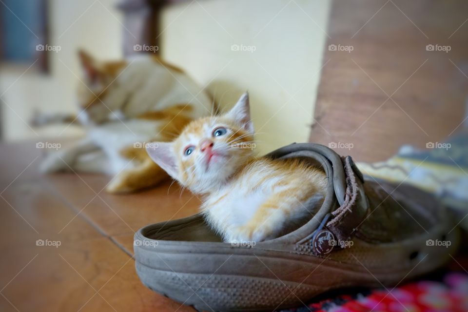 kitten playing in sandal