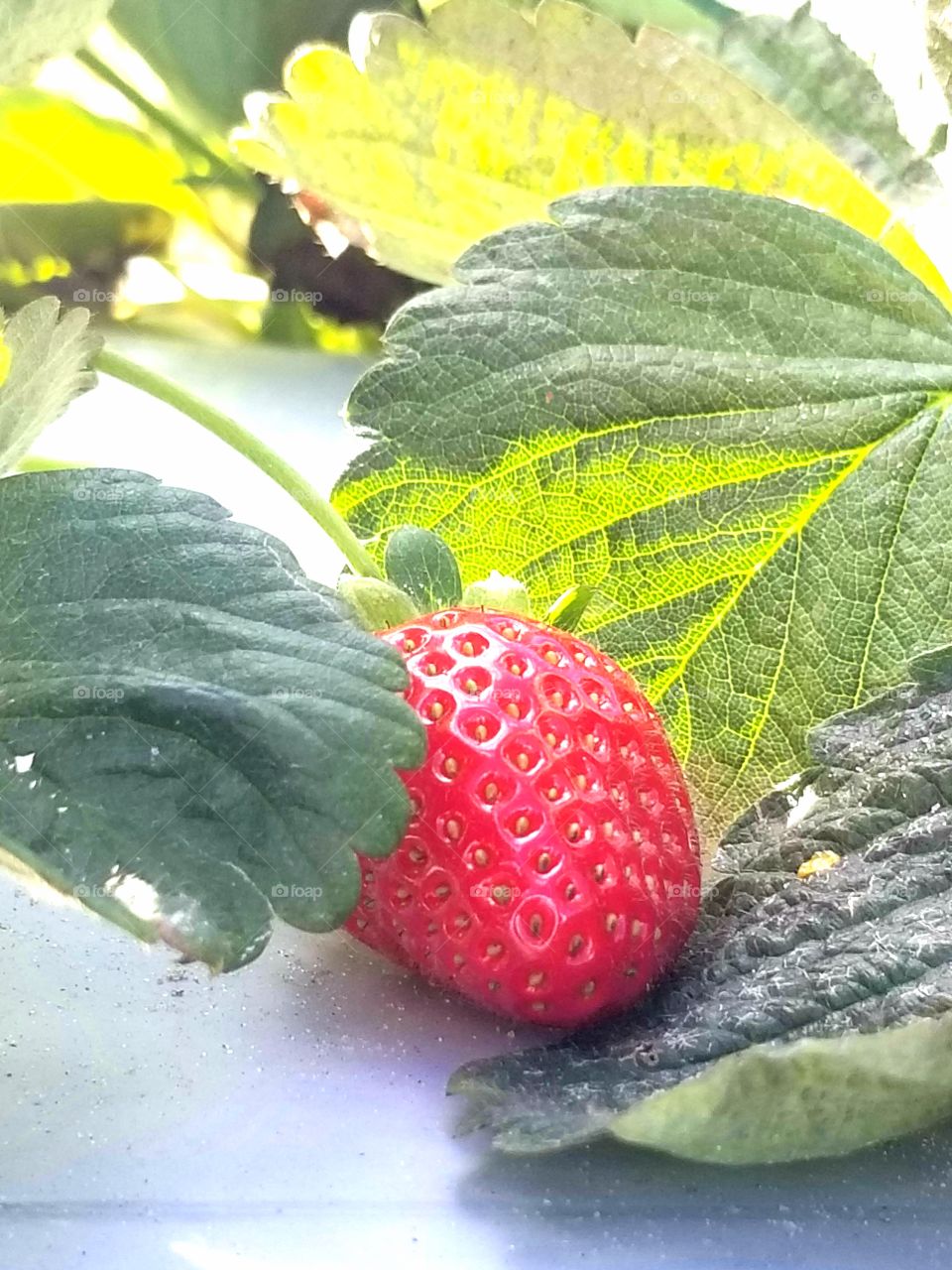 Fresh ripe red strawberry still on the vine