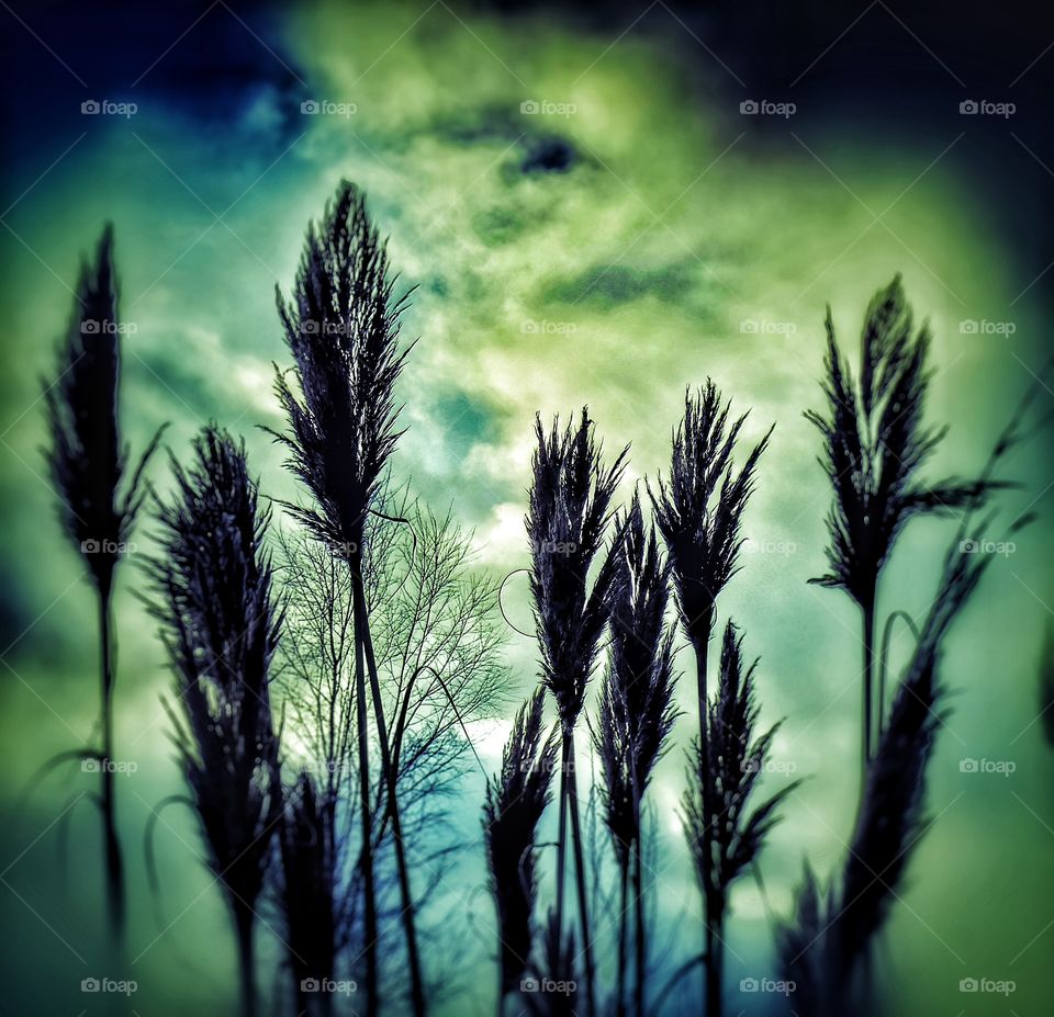 Grasses