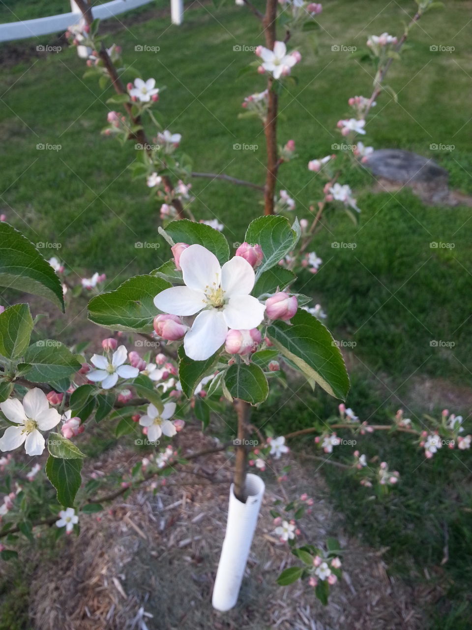 Lita's Apple Tree. this is a young Apple tree we planned last year when our Boxer Lita passed away.  This way we can all still share our apples with her. 