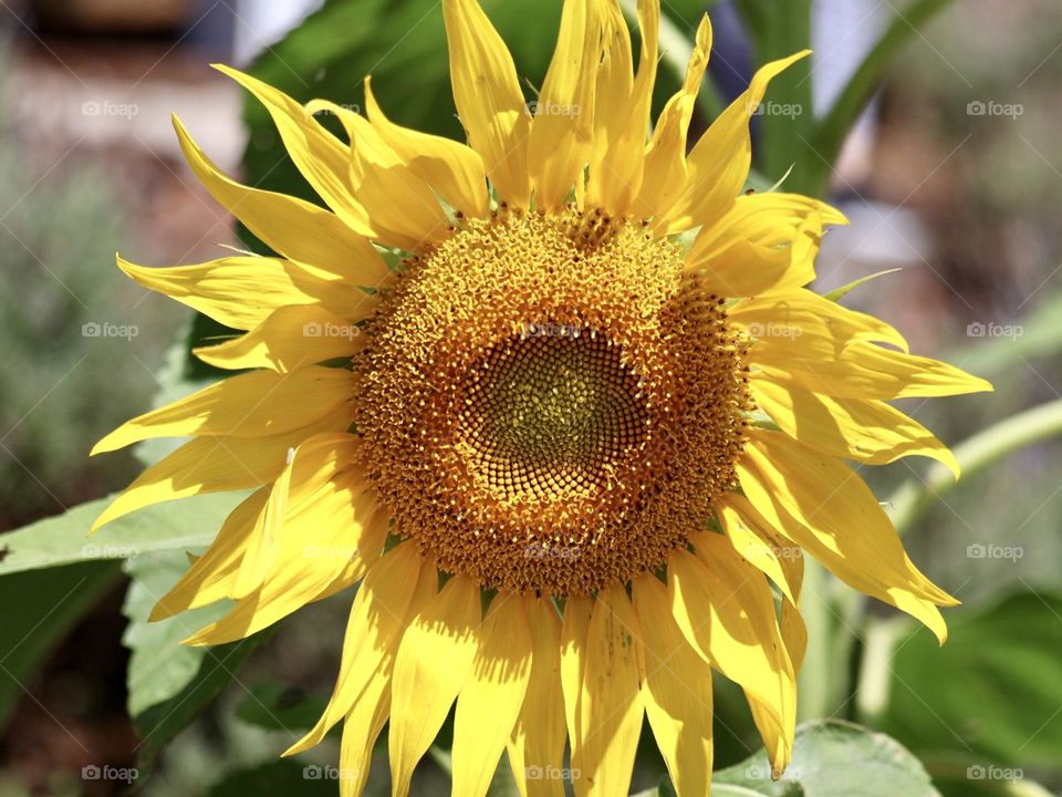 The image capture the natural beauty and perfect shape of the flower, highlighthing its brown center filled with seeds. The blurred blackground complement the vibrant atmosphere of the sunflower, evoking sense of warmth, thpypical of sunny spring day