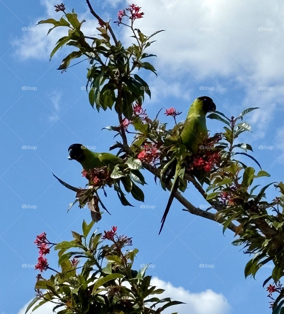Two parrots perched in a tree 