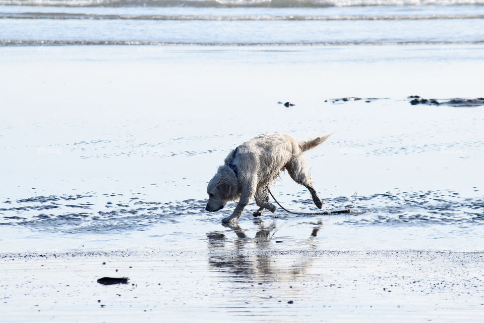 A dog on the beach