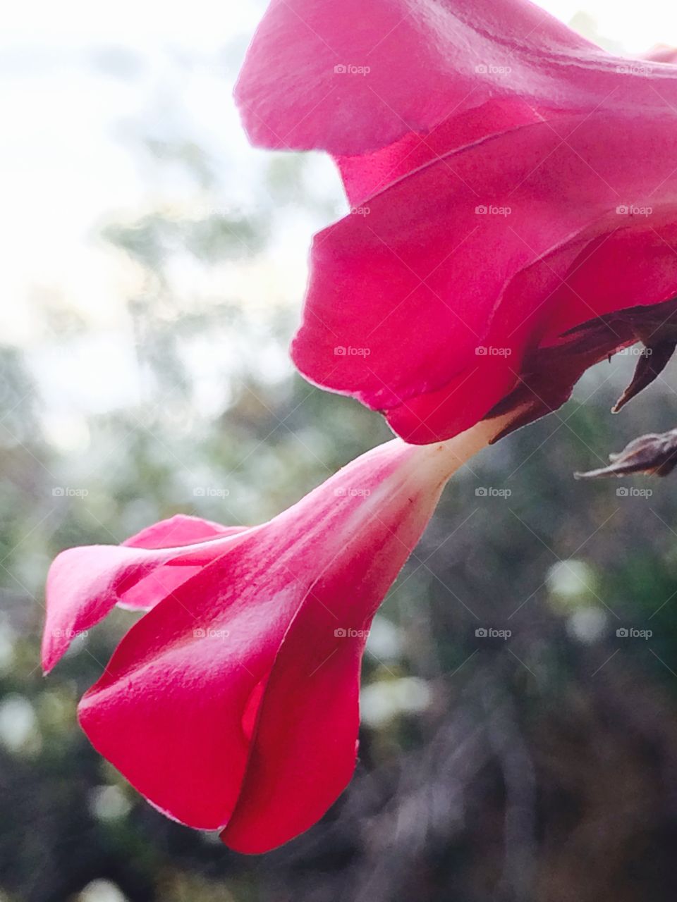 Oleanders 