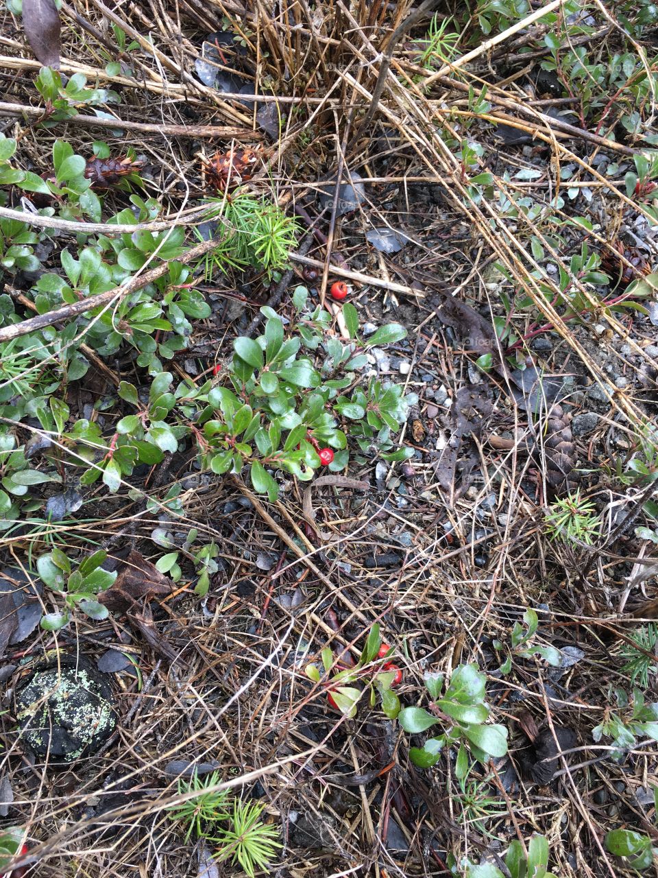 A low growing plant with red berries