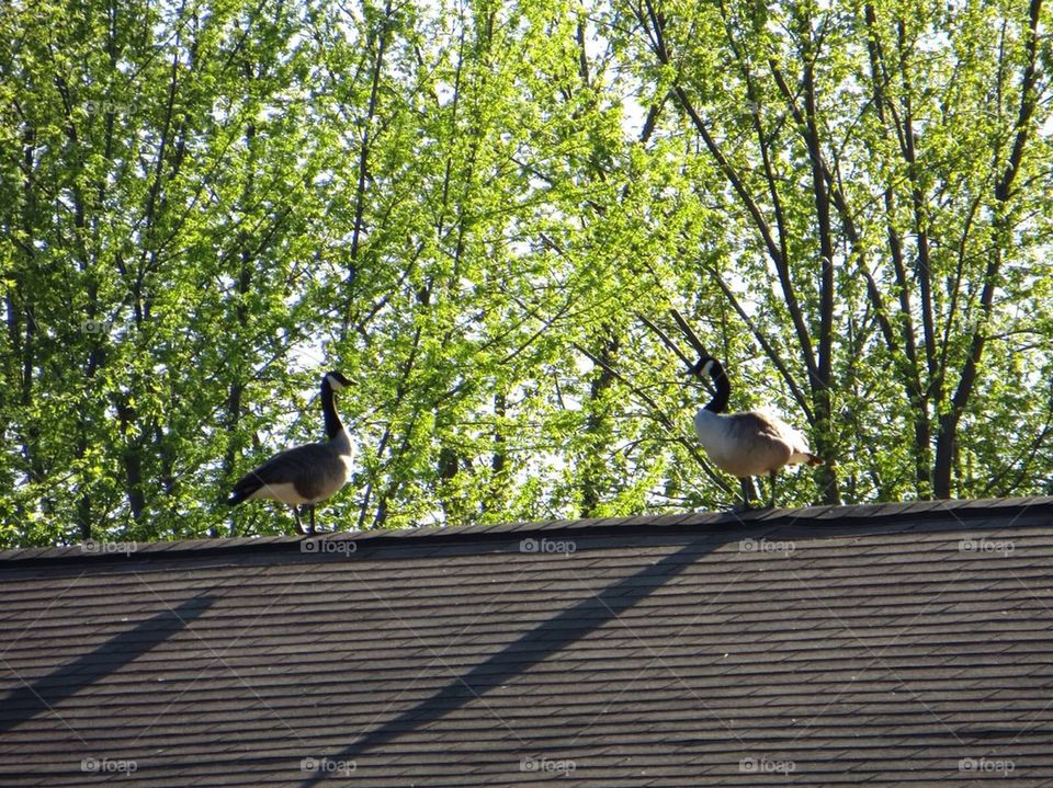 Geese on top of the building