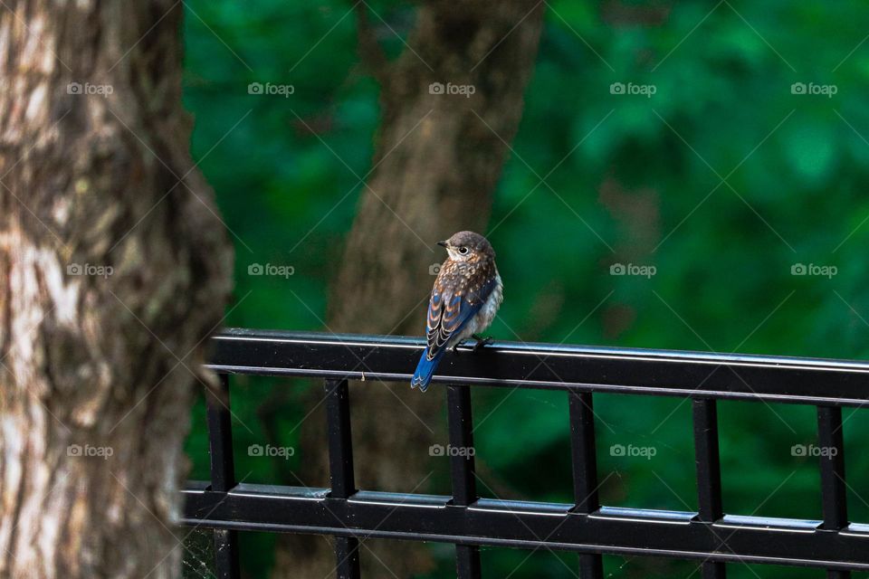 blue bird on fence