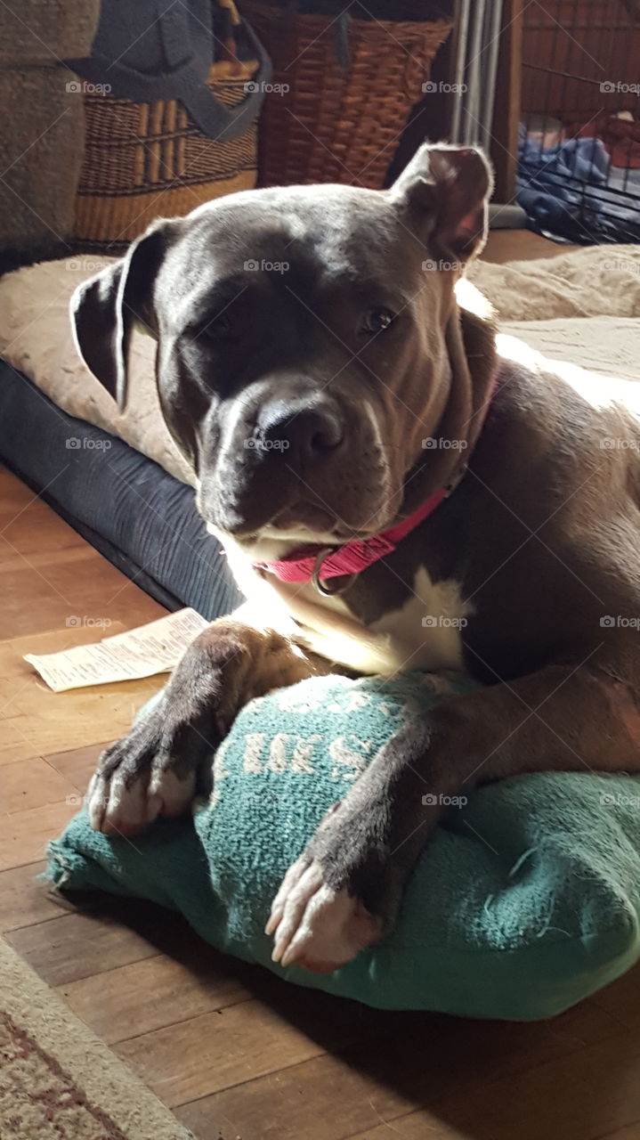 Beautiful Daisy Boots posing on her pillow and looking at the camera, pink collar, Blue Pitt Bull, Pretty Pretty Pitt Bull.