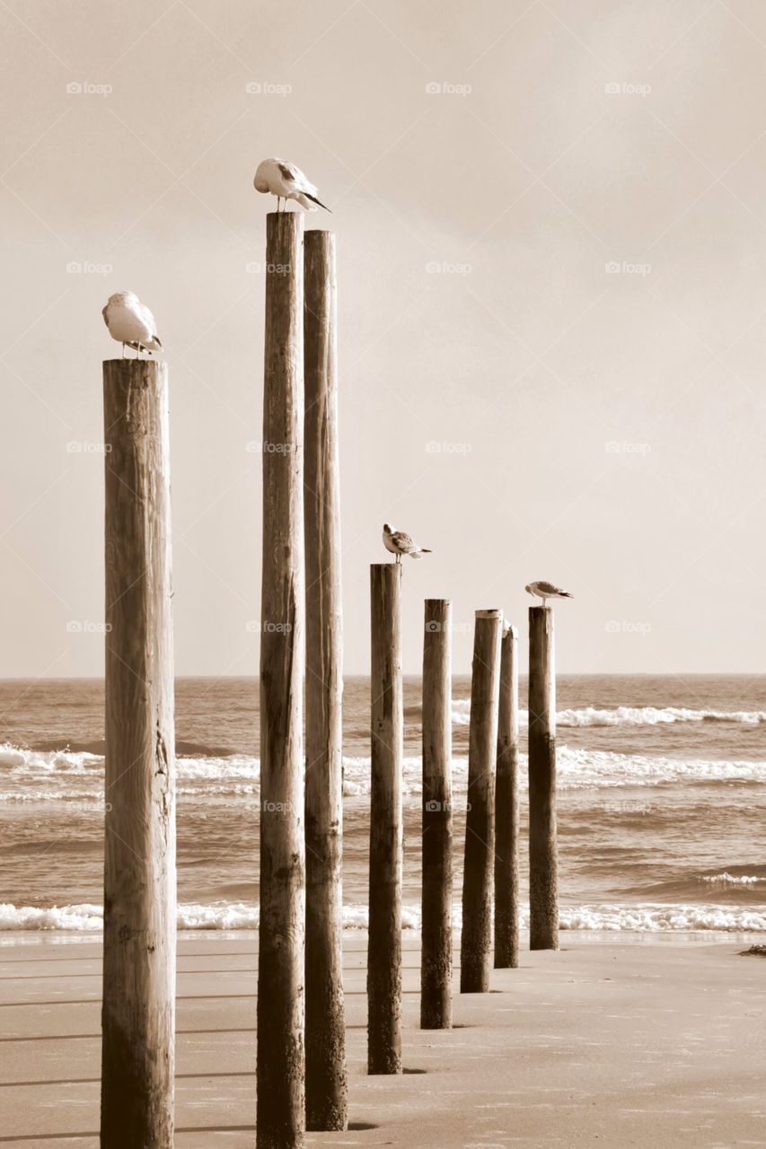 Four Birds in a Row