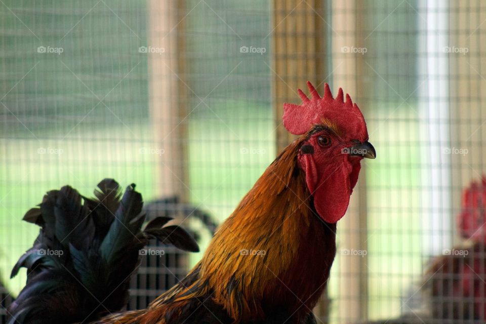 Side view of a rooster with a red comb and wattle and colorful feathers, blurred wire and wooden posts in background